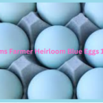 Adams Farmer Heirloom Blue Eggs 12524